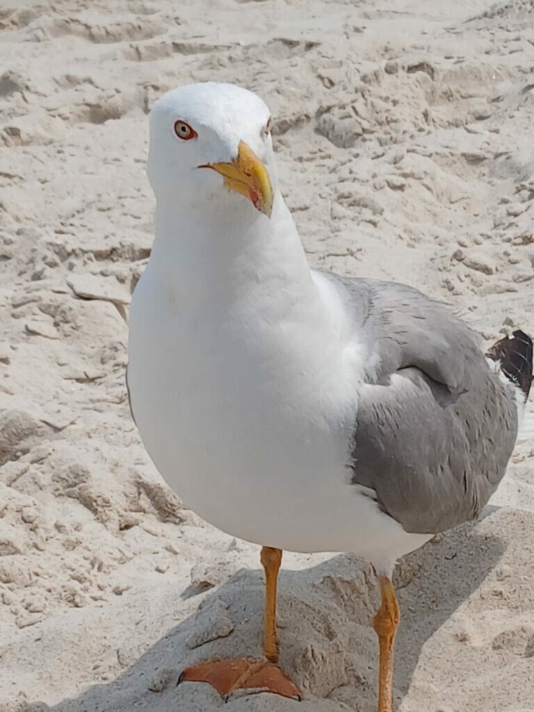 Gaviotas gallegas